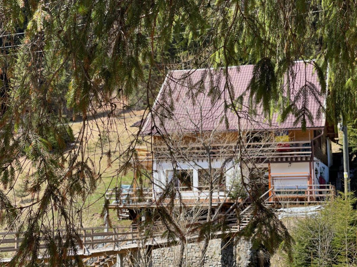 Cabana Cota 1000 Arieşeni Dış mekan fotoğraf